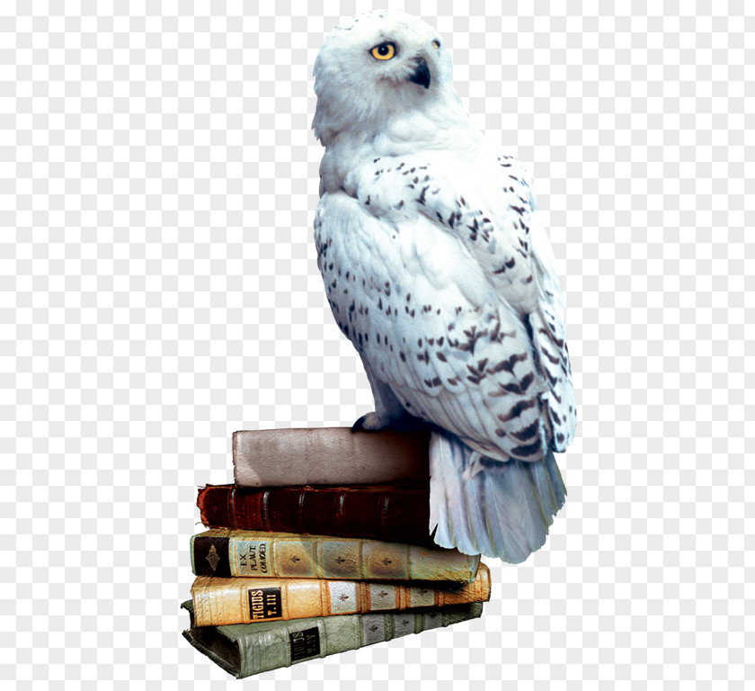 Harry Potter And The Philosopher's Stone Rubeus Hagrid Hedwig Hogwarts PNG