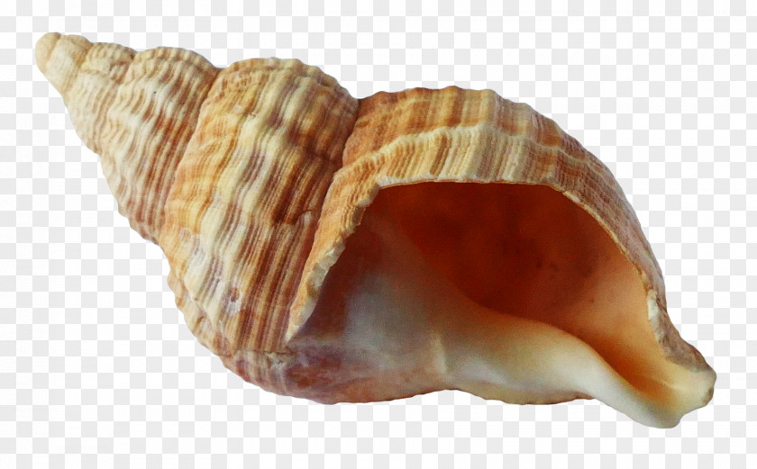 Ocean Shell Seashell Shellfish PNG