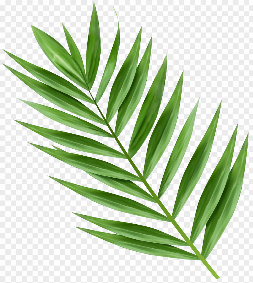 Tree Palm Trees And Leaves Branch Clip Art PNG