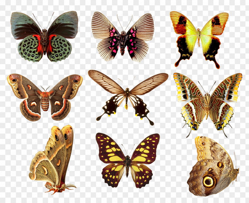 Butterfly Collection Color Art PNG