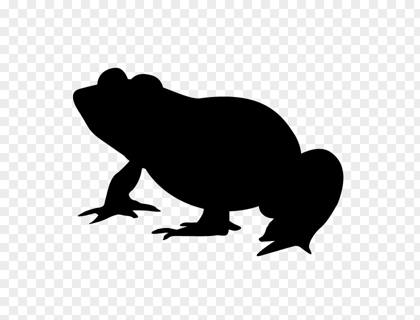 Cat Frog February 29 Clip Art PNG