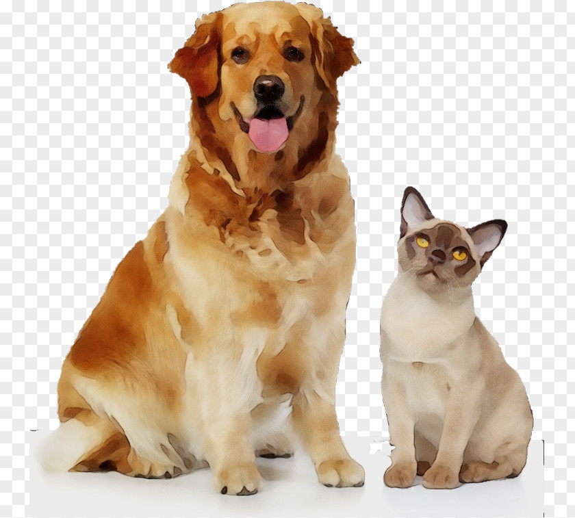 Dog Golden Retriever Companion Cat Sporting Group PNG