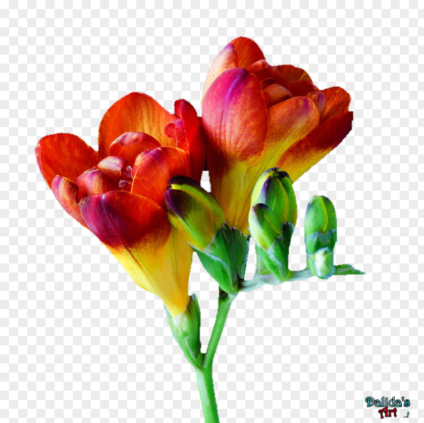 情人节玫瑰 Flower Freesia Tulip Cut Flowers PNG