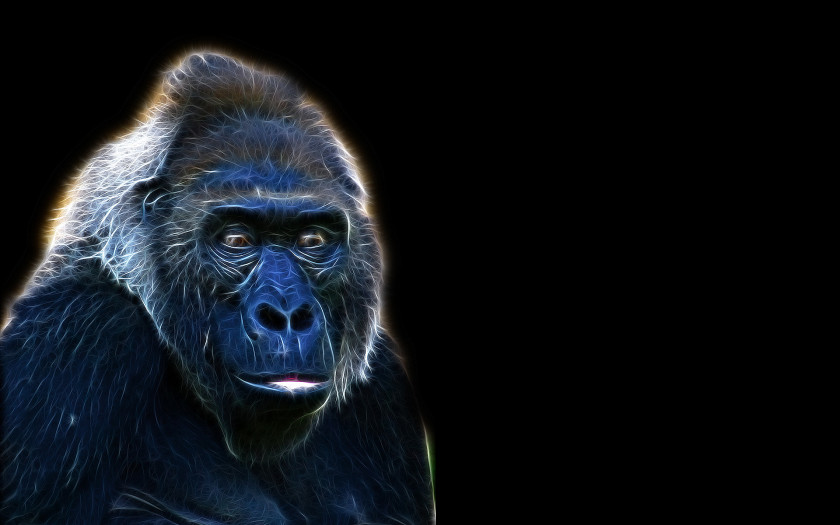Gorilla Desktop Wallpaper High-definition Television Display Resolution 1080p PNG