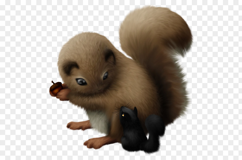 Squirrel Drawing Rodent Fauna Fur Snout PNG