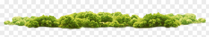 Trees PNG clipart PNG