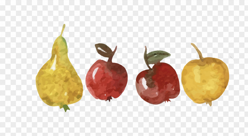 Vector Colored Hand-painted Fruit Apple Pear Asian PNG