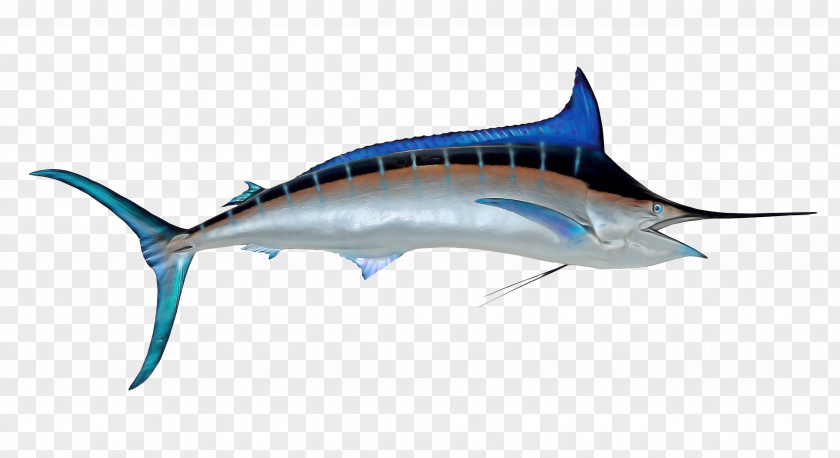 Bony Fishes Swordfish Requiem Sharks Tuna PNG