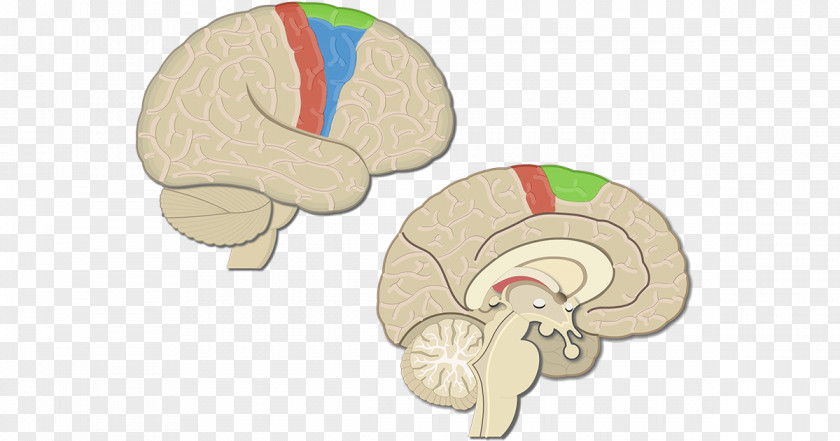 Brain Primary Motor Cortex Cerebral Premotor PNG