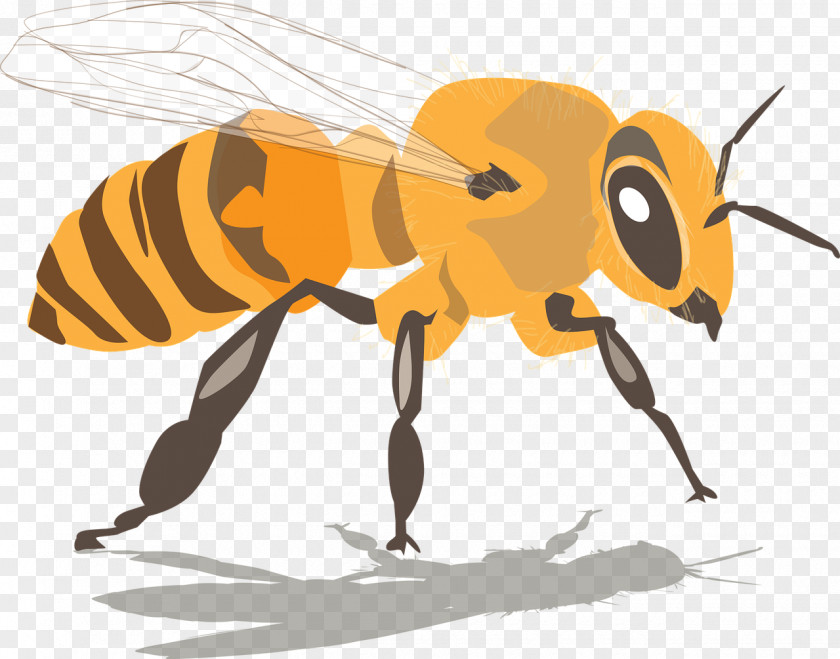 Drink Honey Bees Western Bee Beehive Beeswax Swarming PNG