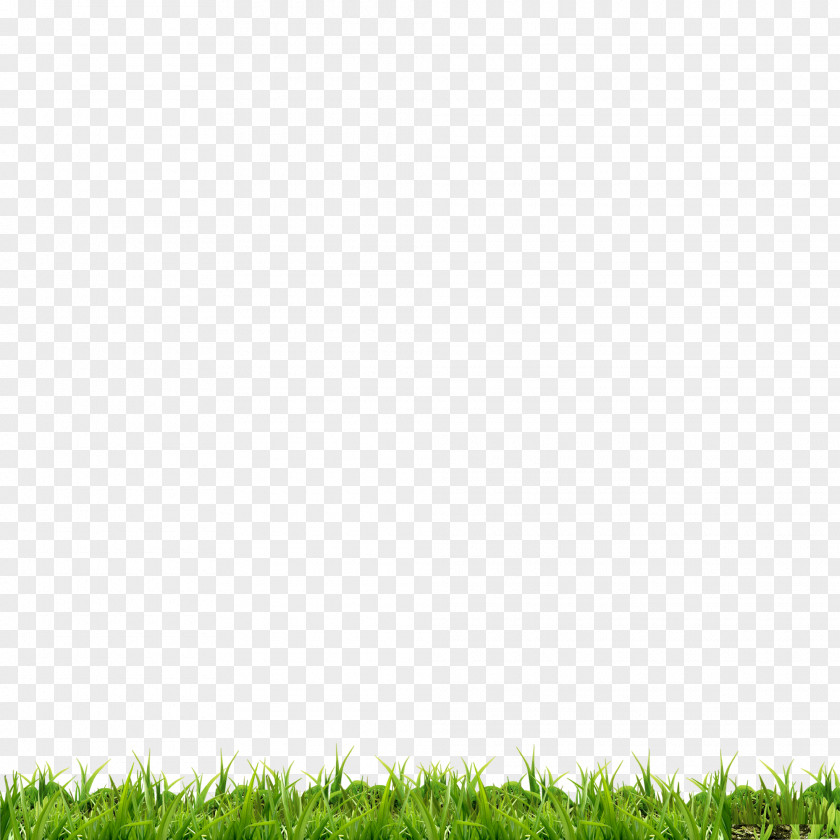 Green Lawn PNG lawn clipart PNG