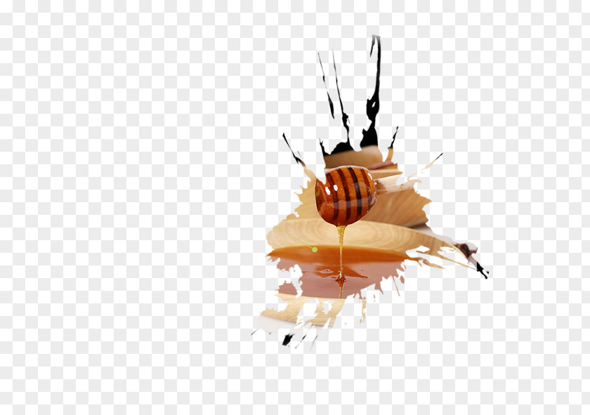 Honey Honeycomb Bee PNG