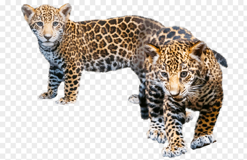 Jaguar Leopard Cheetah Explore The World Of Animals PNG