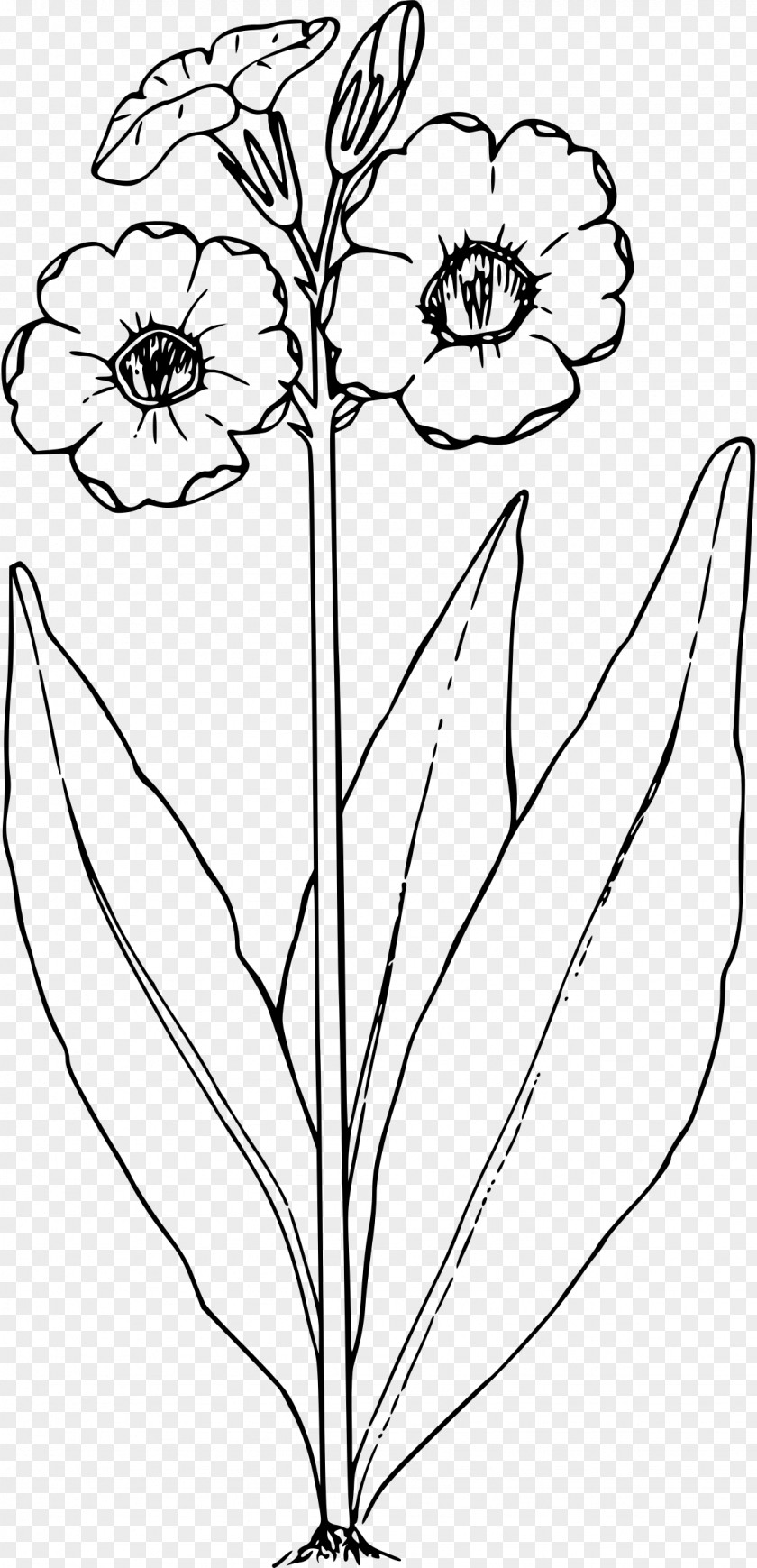 Primrose Drawing Black And White Clip Art PNG