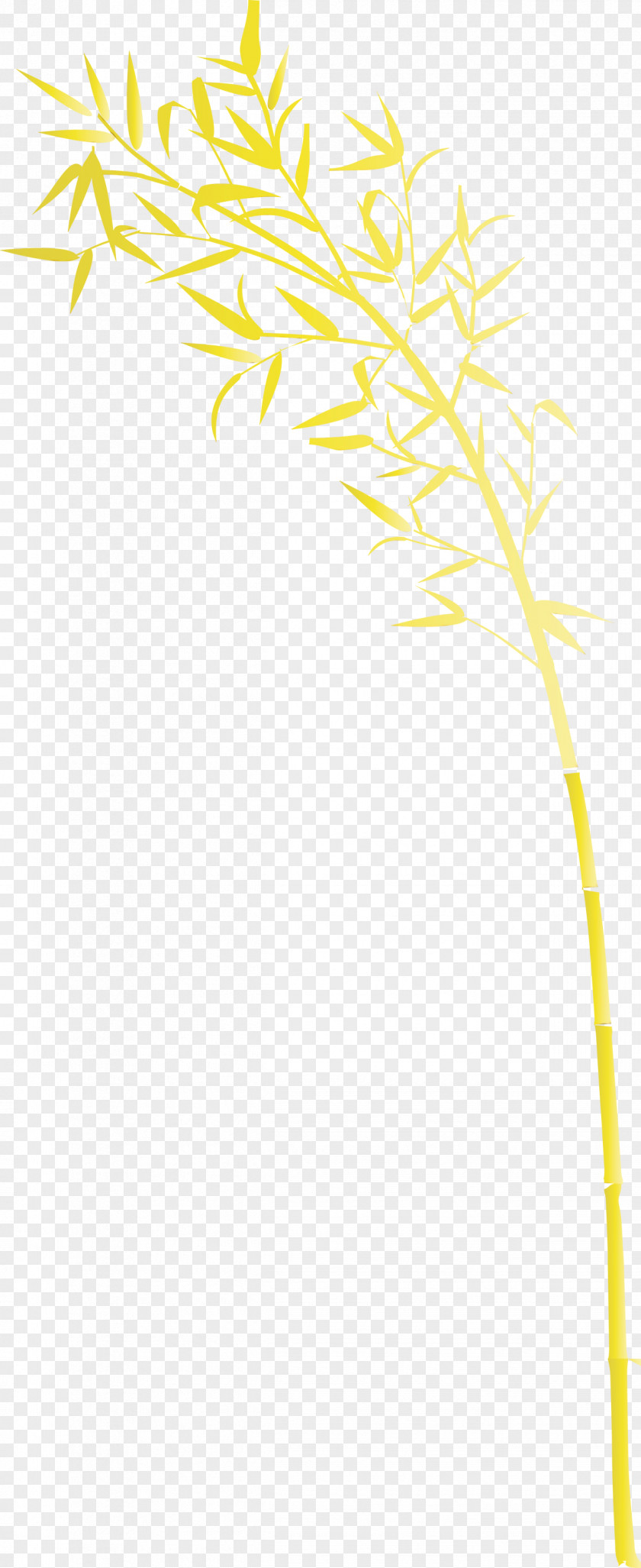 Yellow Line Plant Stem Twig PNG