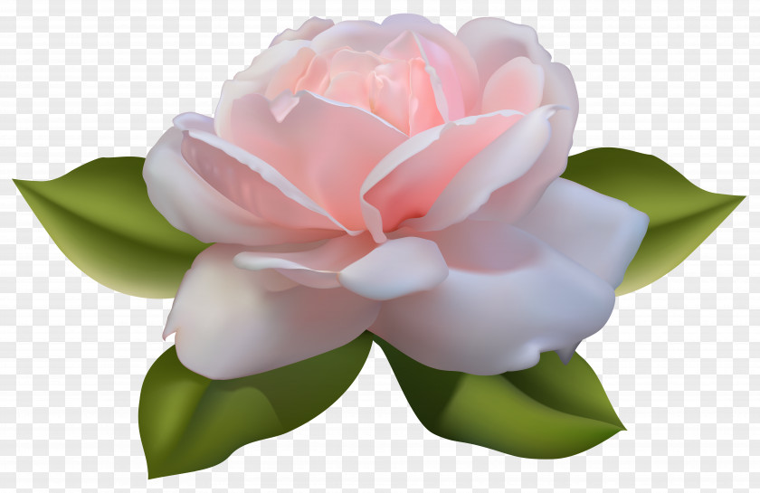 Beautiful Pink Rose With Leaves Image Centifolia Roses Clip Art PNG