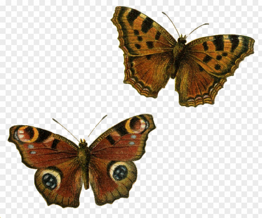 Buterfly Happiness Is As A Butterfly Which, When Pursued, Always Beyond Our Grasp, But Which If You Will Sit Down Quietly, May Alight Upon You. Color Clip Art PNG