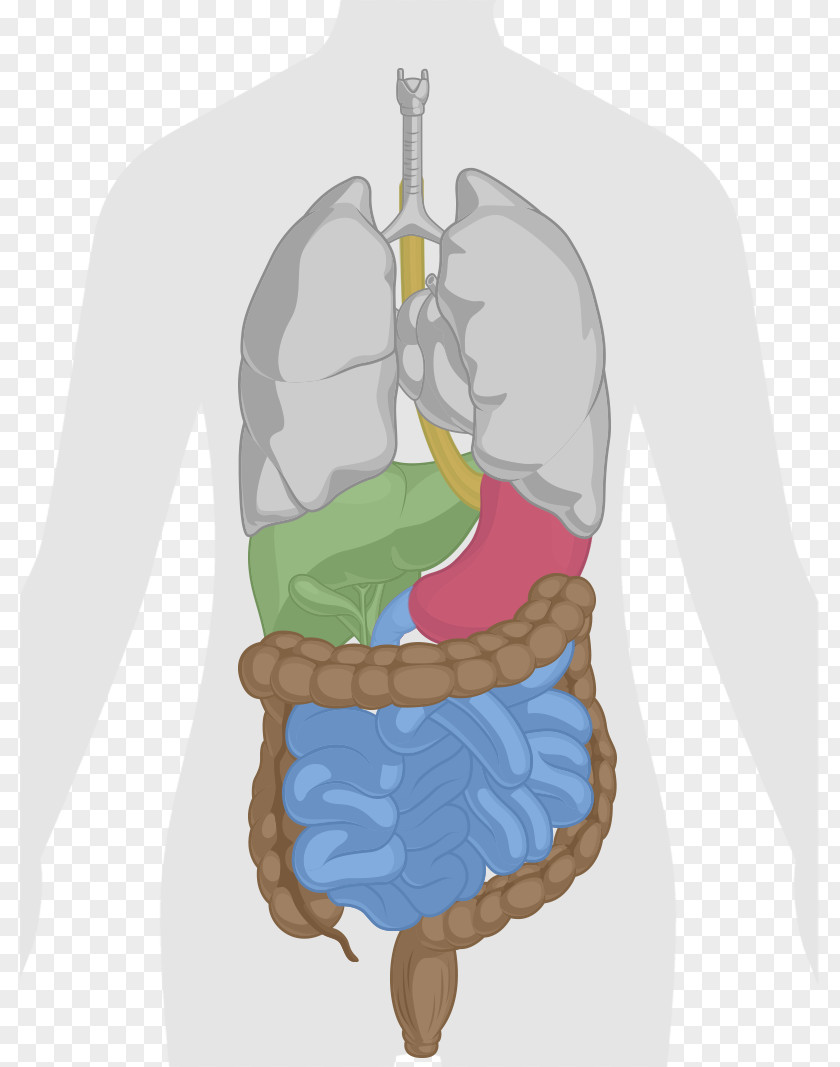 Digestive System Human Body Liver Gastrointestinal Tract Anatomy Clip Art PNG