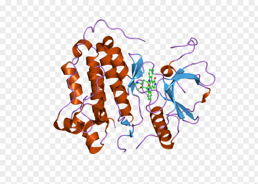 Epidermal Growth Factor Receptor ErbB Cetuximab Clip Art PNG