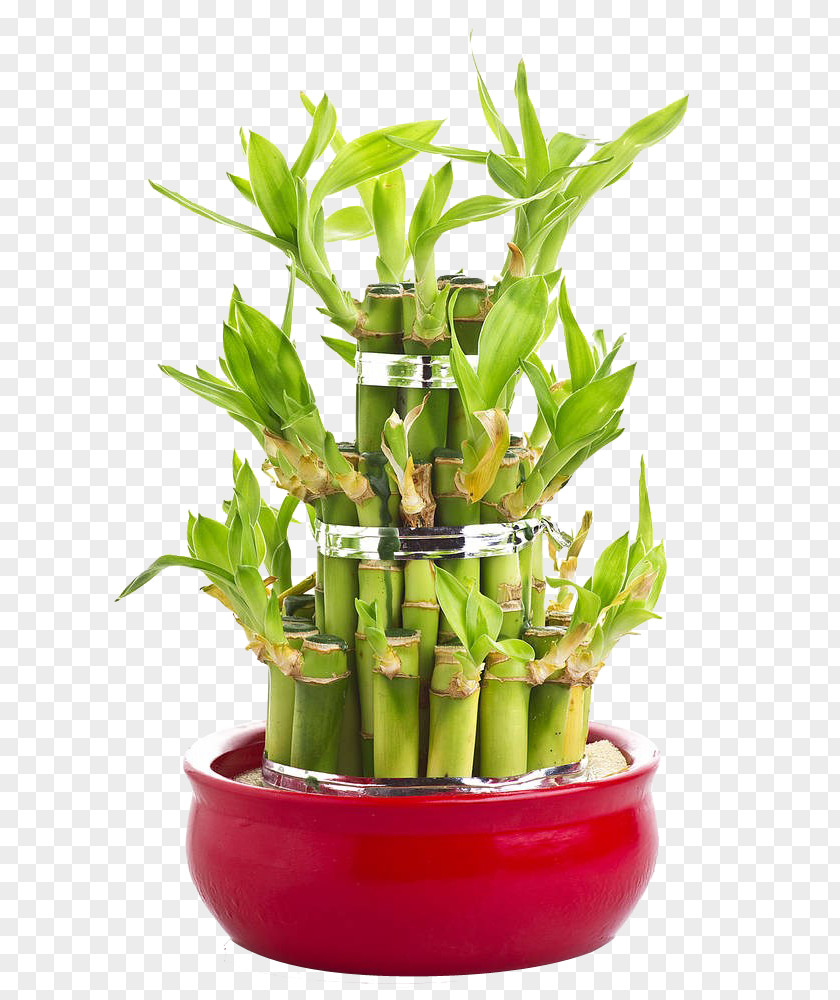 Gifts Lucky Bamboo Perennial Plant Tree PNG