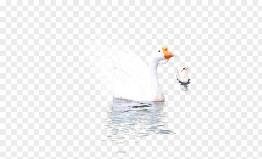 Goose Duck Beak Water Wallpaper PNG