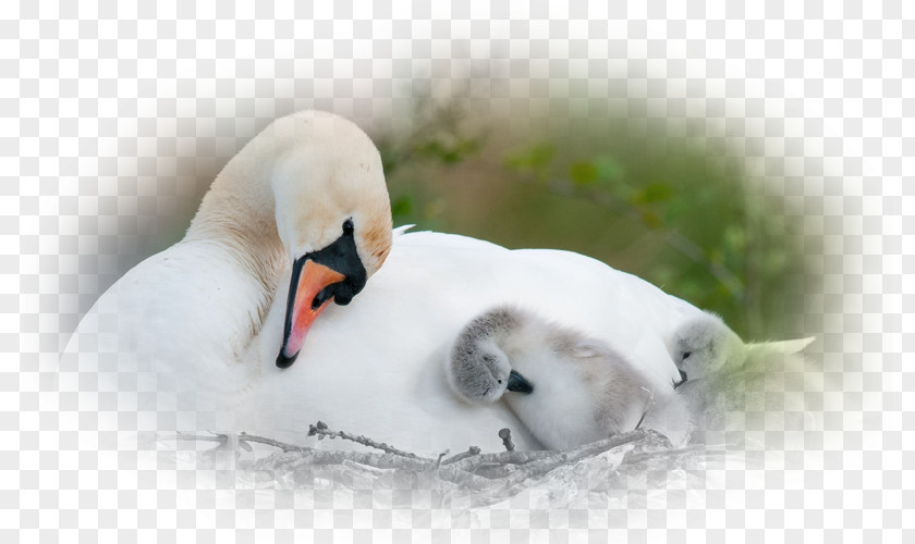 Bird Mute Swan Nest Desktop Wallpaper PNG