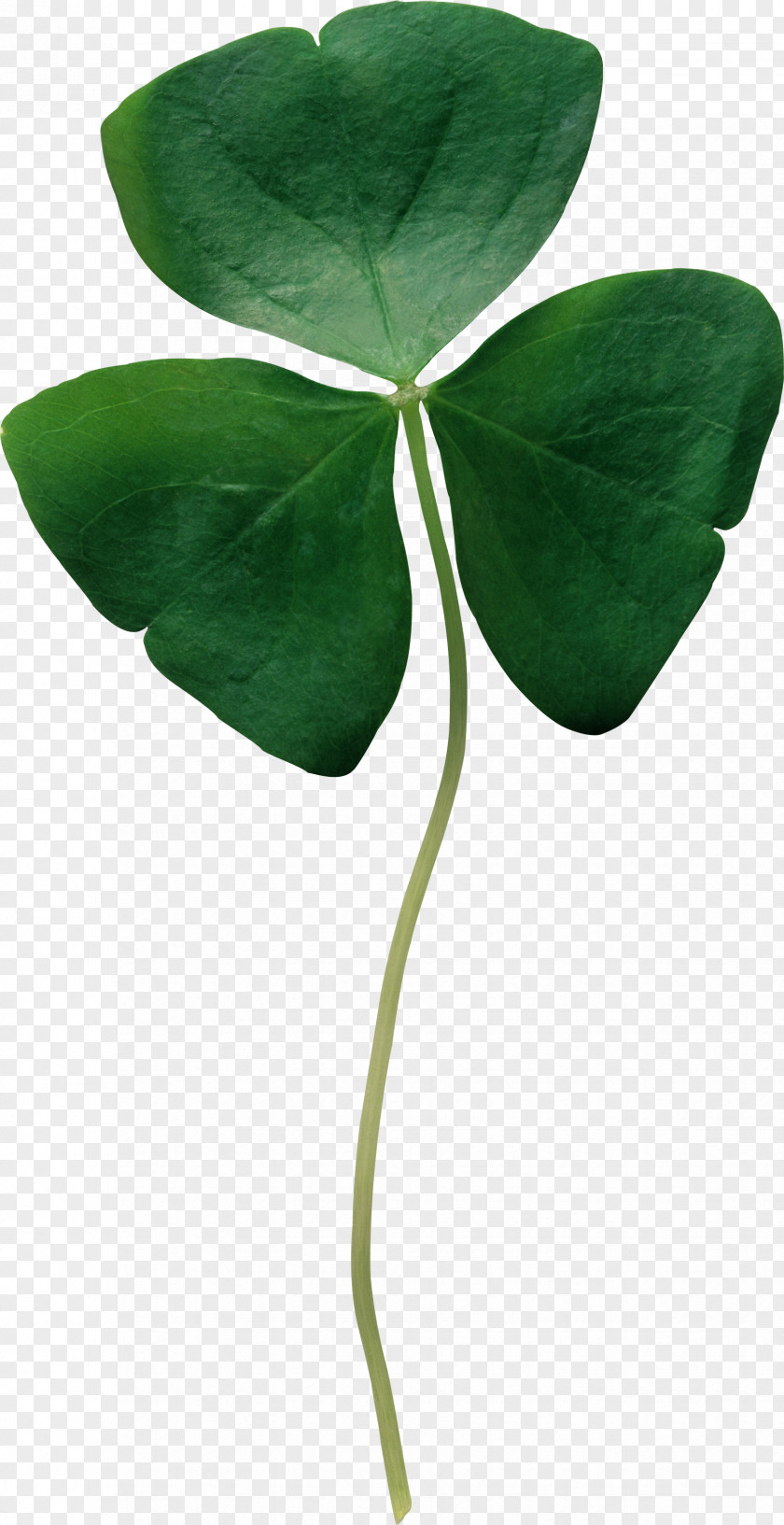 Clover Republic Of Ireland Shamrock Four-leaf Saint Patrick's Day PNG