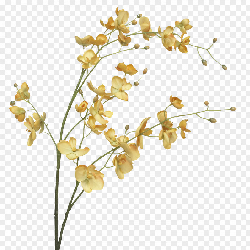 Flower Moth Orchids Cut Flowers Plant Stem PNG