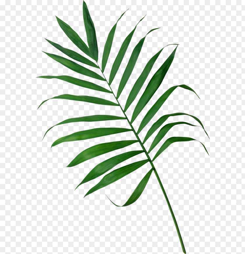 Leaf Frond Arecaceae Palm Branch Clip Art PNG