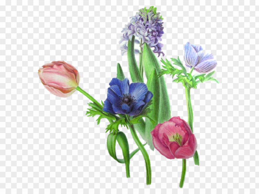 Tulip Cut Flowers Floral Design Plant Stem PNG