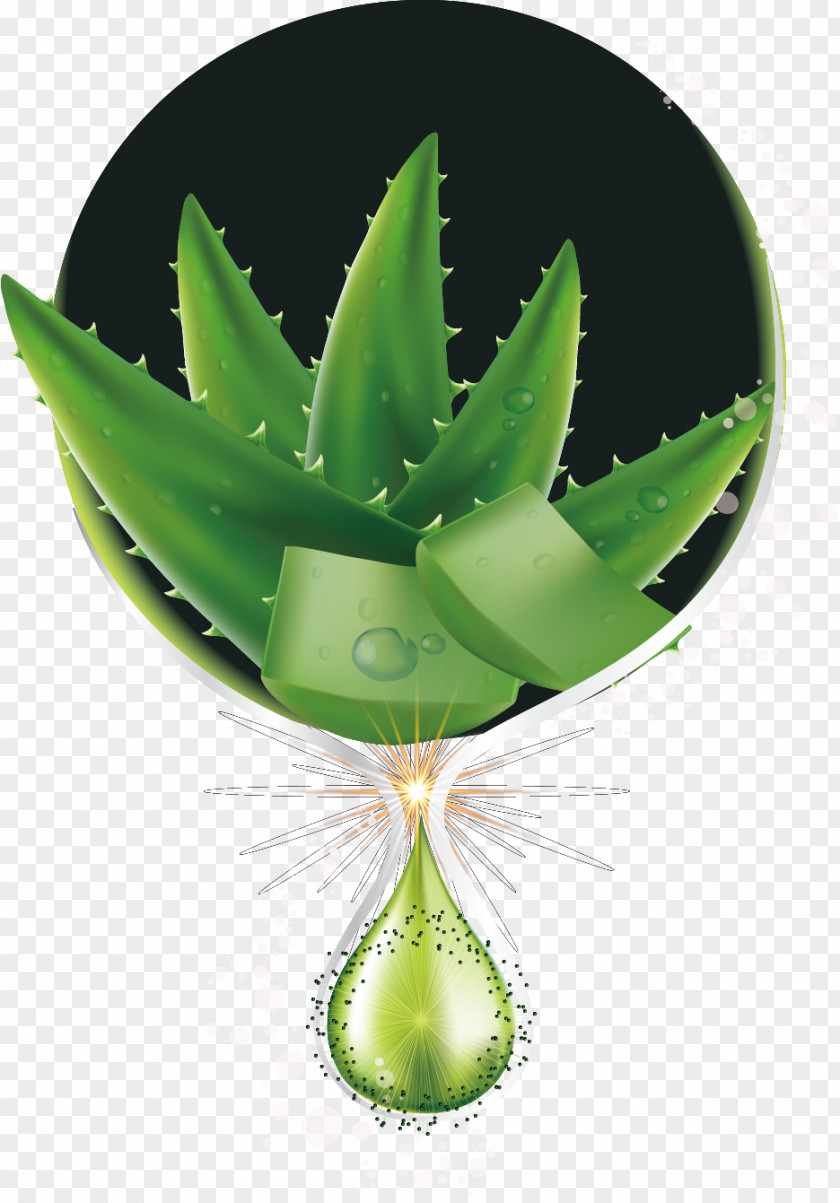 Aloe Vera Euclidean Vector Cosmetics PNG