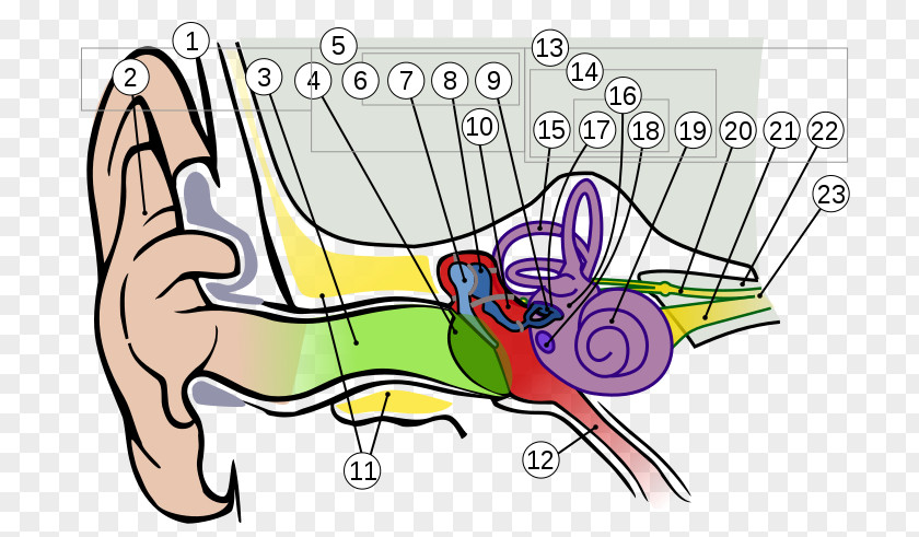 Ear Anatomy Hearing Vestibulocochlear Nerve PNG