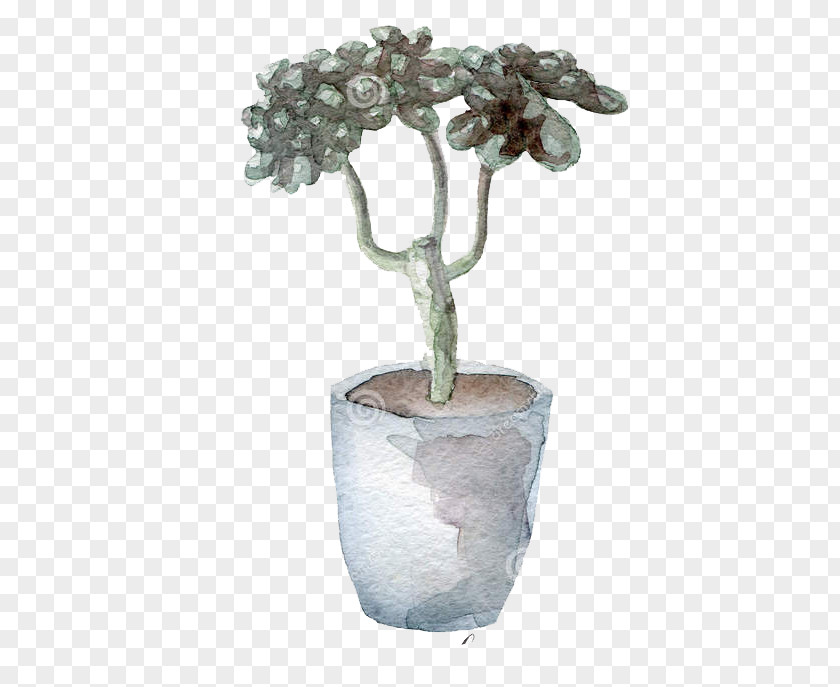 Gray Cactus Cactaceae Watercolor Painting Succulent Plant Illustration PNG