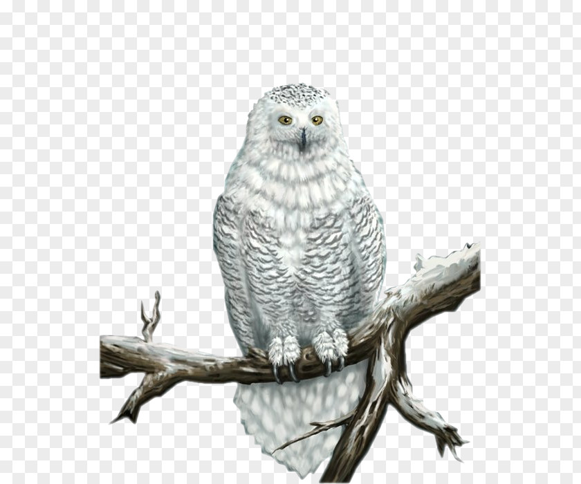 Owl Great Grey Snowy Bird PNG