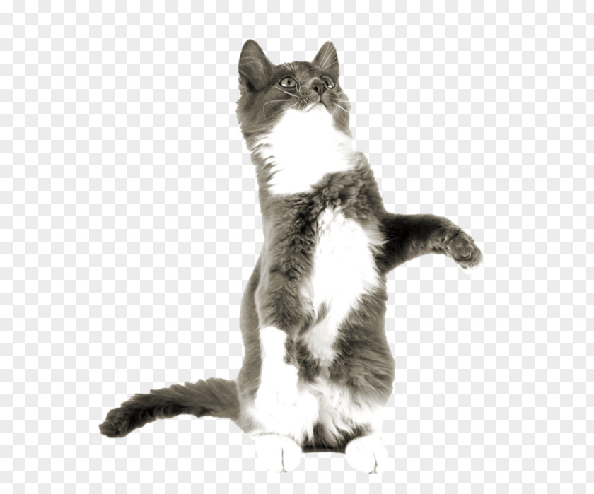 Stand Up For The Cat European Shorthair American Wirehair Aegean Kitten Whiskers PNG