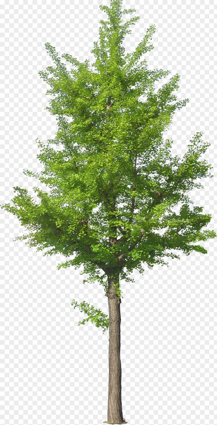 Tree Trees And Shrubs Adobe Photoshop PNG