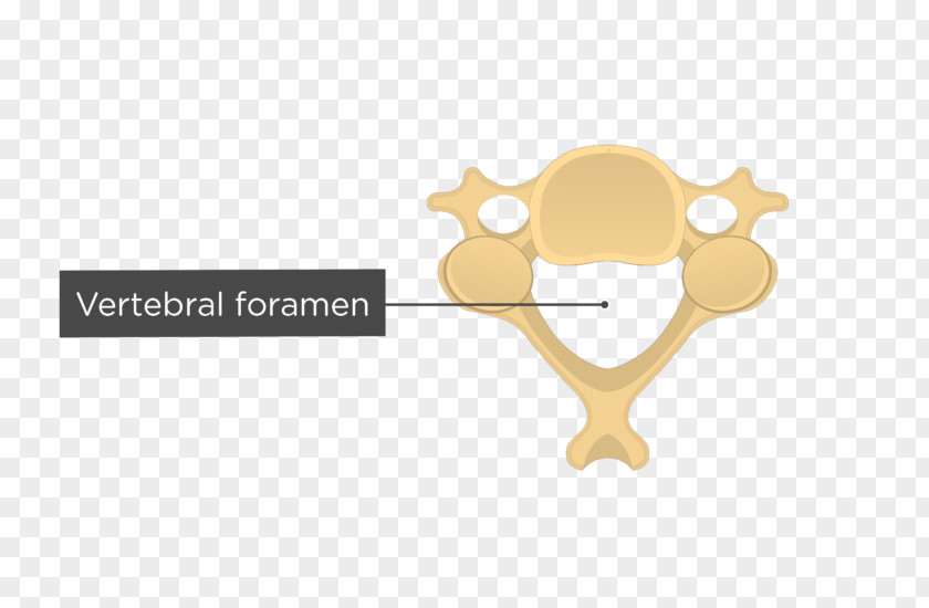 Vertebral Column Intervertebral Foramen Cervical Vertebrae PNG