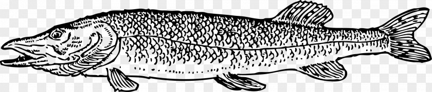 Cat Northern Pike Clip Art PNG