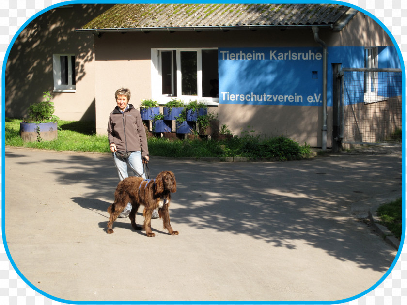 Dog Breed Tierschutzverein Karlsruhe U. Umgebung E.V. Animal Shelter Volunteering PNG