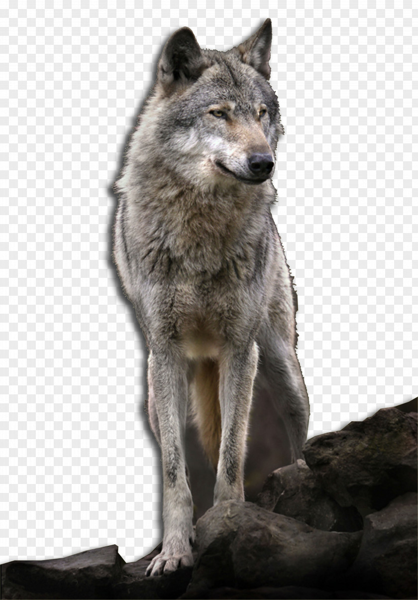 Emc Kunming Wolfdog Saarloos Coyote Alaskan Tundra Wolf Red PNG