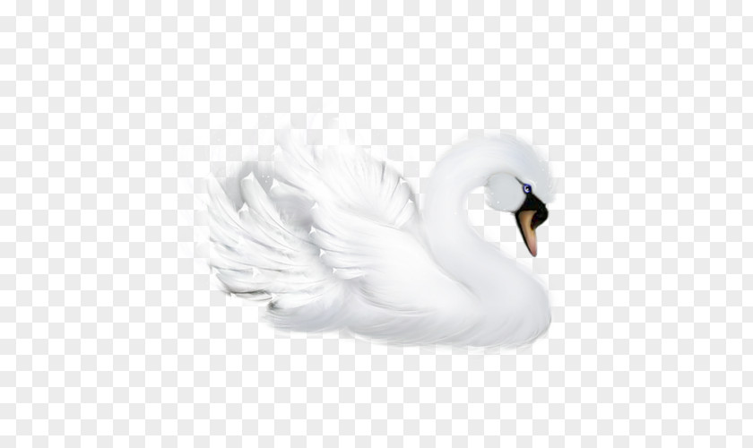 Goose Bird Duck Mute Swan Cygnini PNG