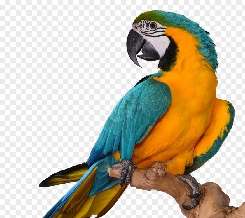 Parrot Black-headed Bird Reptile Grey PNG
