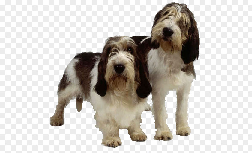 Petit Basset Griffon Vendéen Grand Otterhound Briquet PNG