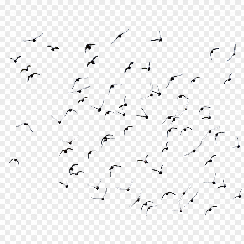 Pigeon Bird Domestic Flock PNG