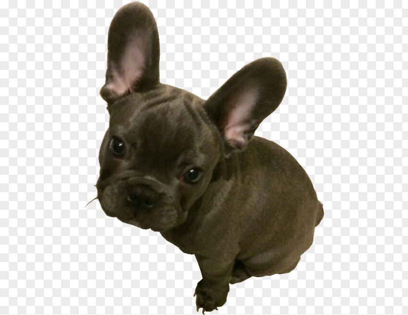 Puppy French Bulldog Toy American Pit Bull Terrier PNG