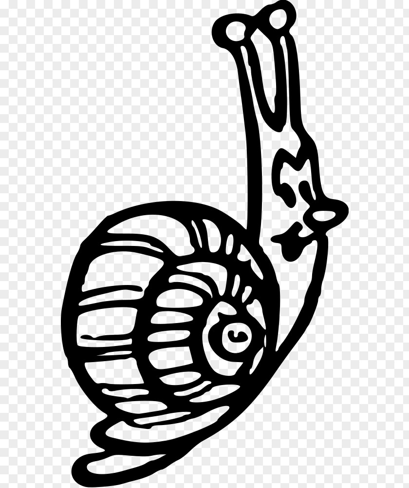 Snail Gastropod Shell Animal Clip Art PNG