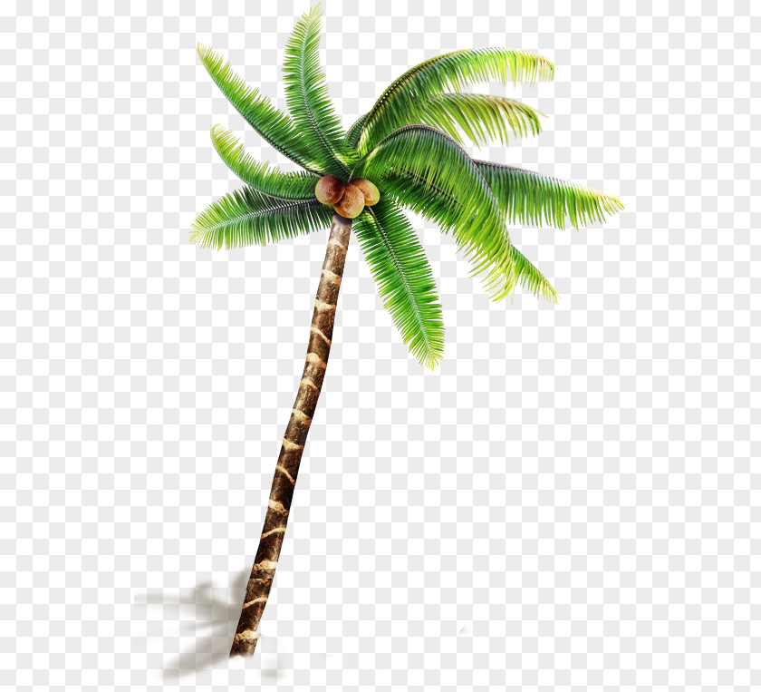 Coconut Tree Pattern Download PNG