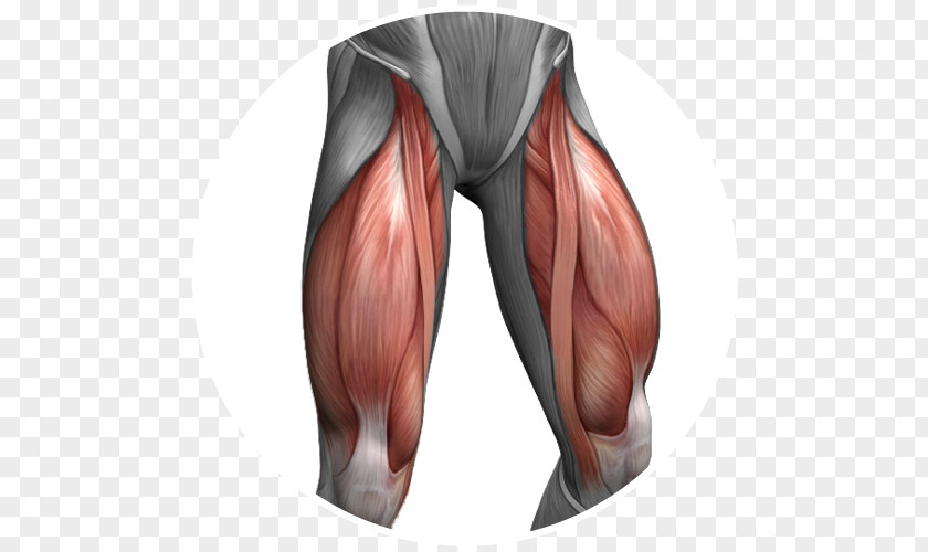 Hack Quadriceps Femoris Muscle Femur Anterior Cruciate Ligament Joint PNG