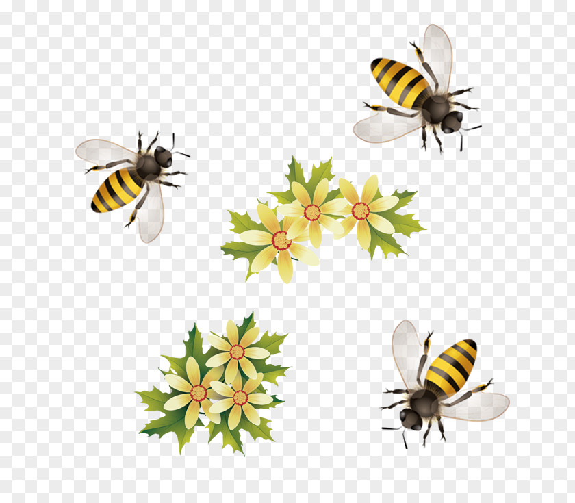 Honey Bees Bee PNG