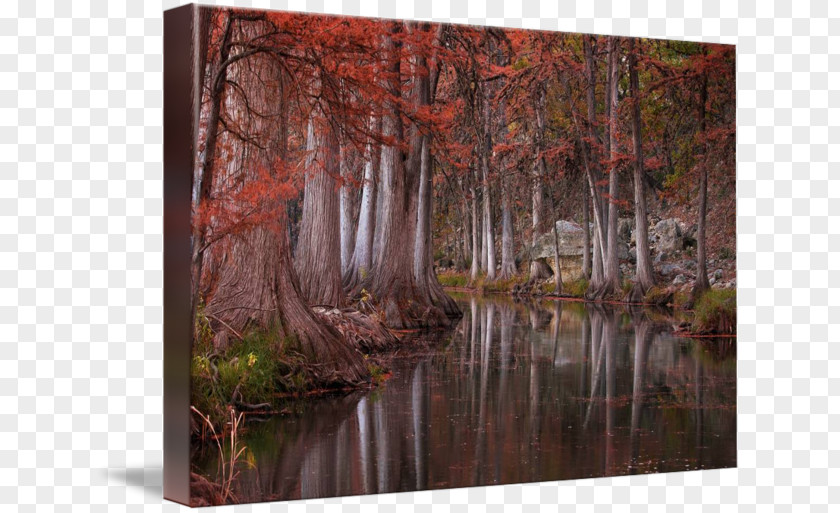 Painting Bayou Texas Hill Country Swamp PNG